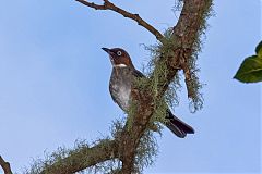 White-eyed Thrush